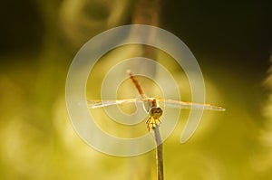 Photo of a beautiful dragonfly on a yellow background.