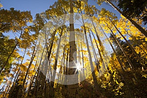 Photo of beautiful fall season in Colorado