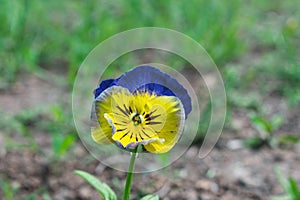 Photo of a beautiful flower with petals in yellow and blue. Grass in the background in a strong defocus