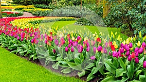 Photo of a beautiful garden with tulips. Straight lawn edging. Landscape design of flower beds in Keukenhof Gardens. Perfect lawn