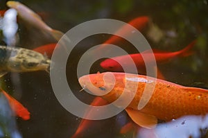 Photo of a beautiful koi fish in a pond