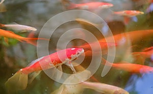 Photo of a beautiful koi fish in a pond