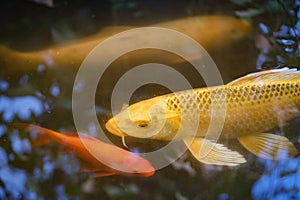 Photo of a beautiful koi fish in a pond