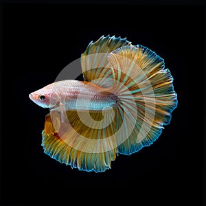 Photo of a beautiful longtail betta in Thailand