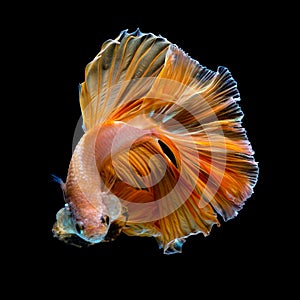 Photo of a beautiful longtail betta in Thailand