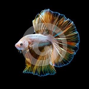 Photo of a beautiful longtail betta in Thailand