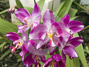 Purple Spathoglottis orchid