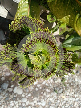 photo of beautiful ornamental plant leaves around my yardÃ¯Â¿Â¼ photo