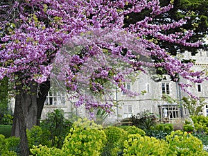 whitstable castle towers tankerton kent wisteria plant flowers trailing climbing trees nature photo