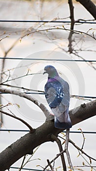 Photo of beautiful pigeon siting on a branch. photo