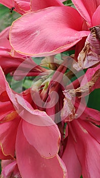 Photo of beautiful pink flower petal texture used as a background. photo