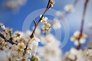 Photo of beautiful plumy blossom