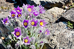 Photo of beautiful purple blooming flowers with wonderful petals