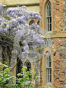 whitstable castle towers tankerton kent wisteria plant flowers trailing climbing trees nature photo