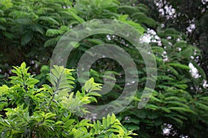 Photo of beautiful rain forest with green trees and plants with blur background of nature