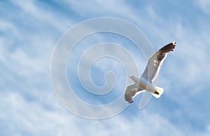 A photo of a beautiful sea gull. A photo of a beautiful sea gull.