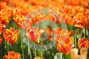 Photo of beautiful spring flower. tulip