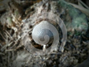 photo of a beautiful tiny mushroom growing on a bamboo clump