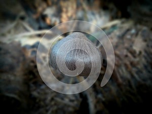 photo of a beautiful tiny mushroom growing on a bamboo clump