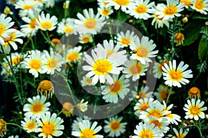 Photo of beautiful white daisy flowers