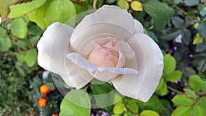 Photo beautiful white rose