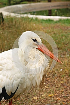 Photo of beautiful white stork at zoo, close-up