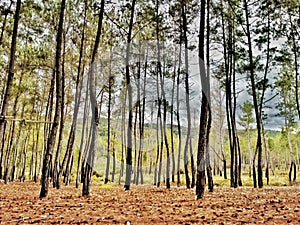 photo beautifull pines tree at napu, poso