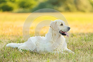 Photo of a beauty Golden retriever dog