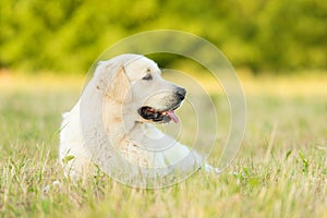 Photo of a beauty Golden retriever dog