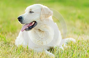 Photo of a beauty Golden retriever dog