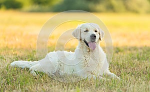 Photo of a beauty Golden retriever dog