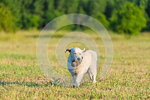 Photo of a beauty Golden retriever dog