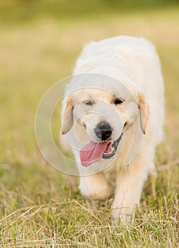 Photo of a beauty Golden retriever dog