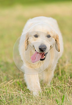 Photo of a beauty Golden retriever dog