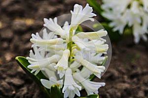 Photo of a beauty white hyacinth flower. Background of blooming hyacinth with white buds petals and green leaves