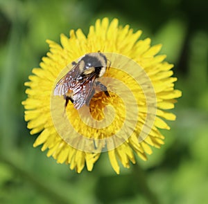 Photo of bee on a dandelion plant. Dandelion plant with a fluffy yellow bud.