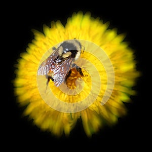 Photo of bee on a dandelion plant. Dandelion plant with a fluffy yellow bud.