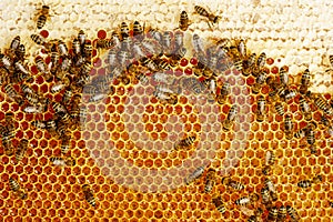 Photo of a bee hive on a honeycomb with copyspace. Bees produce fresh, healthy, honey. Beekeeping concept