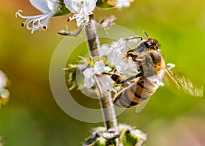 Bee pollinating basil flower extreme close up - bee pollinating flower macro photo