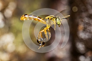 Bee Tetragonisca angustula flying macro photo - Bee JataÃÂ­- / Tetragonisca angustula