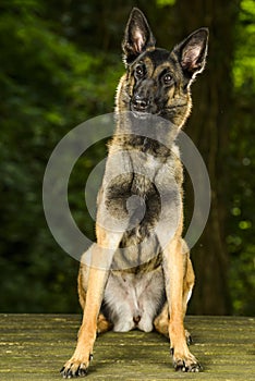 Photo of Belgian shepherd mallinois 3 years