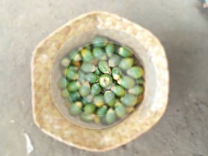 photo of betel nut as a complement to the traditional rituals of the Timorese tribe, Indonesiaï¿¼