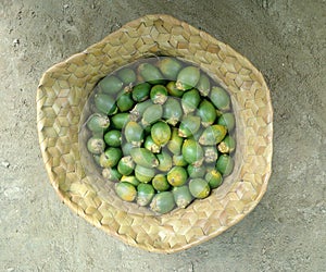 Photo of betel nut, one of the complements to the traditional Timorese ritual in Malacca, Indonesia