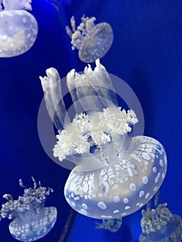 Photo of a big jellyfish in the water
