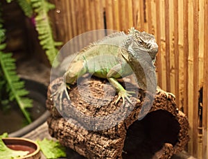 Photo of big lizard