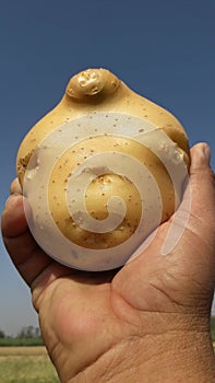 Photo of big potato in hand India