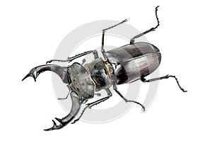 Photo of big stag beetle (Lucanus cervus) the largest beetle of Europa on white background