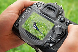 Photo of bird on camera display during the hobby photography in nature