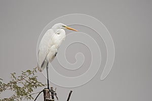 Great egret / Ardea alba. Birds wintering in the Middle East