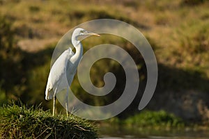 Great egret / Ardea alba. Birds wintering in the Middle East